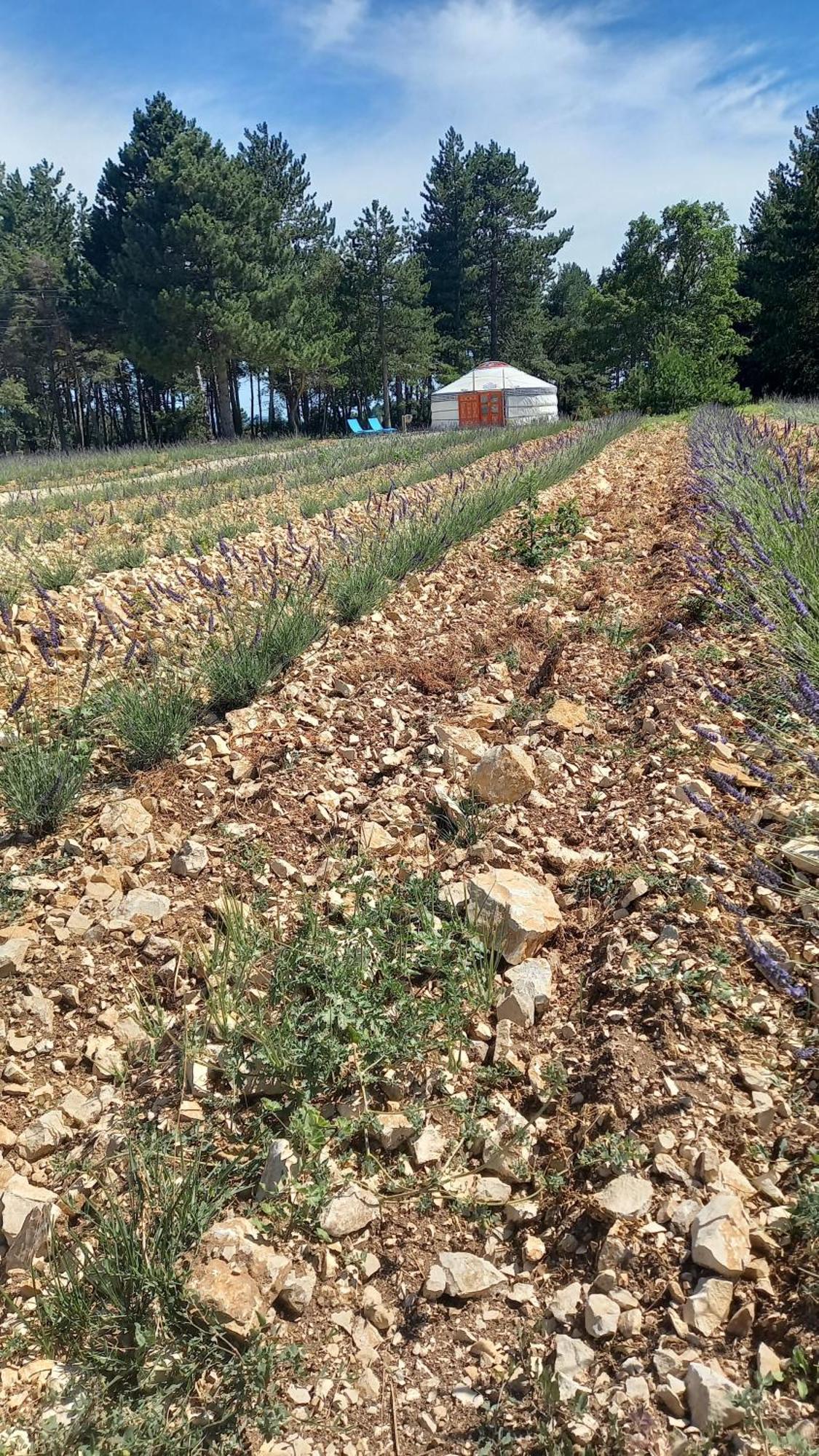 Maison d'hôtes A Ventoux Yourte Monieux